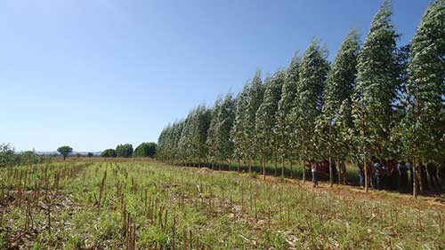 Estudo revela que diversificação de culturas agrícolas pode mais que dobrar a fixação de carbono