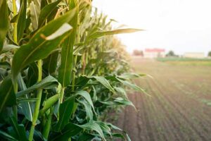 Produtores rurais descobrem no crédito de carbono uma ferramenta para fortalecer a preservação ambiental