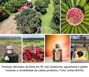 Com SP Produz, lichia movimenta e desenvolve economia do Alto Vale do Paranapanema
