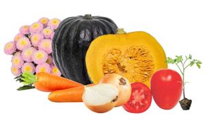 Sakata destaca hortaliças desenvolvidas para atender aos desafios climáticos e demandas sustentáveis atuais