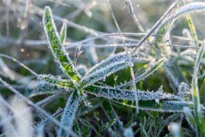 Frio intenso exige atenção redobrada de produtores de café e cana