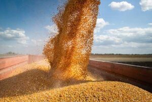 StoneX: soja consolida produção recorde em 168,25 mi ton; milho 'safrinha' pode atingir 106,1 mi ton