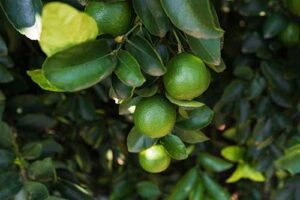Soluções para apoiar os agricultores na superação dos desafios da citricultura são o foco da participação da Syngenta na 50ª edição da Expocitros