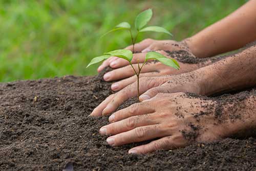  Fertilizantes orgânicos compostos produzidos com lodo de esgoto sanitário impulsionam economia circular e a agricultura 