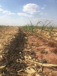 Fertilizante orgânico composto de lodo de esgoto aumenta a eficiência da fertilização de mineral na cultura da cana-de-açúcar