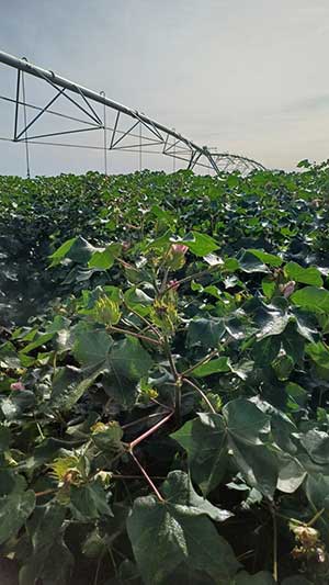 Clima favorece surgimento de doenças em plantas e exige atenção redobrada dos produtores 