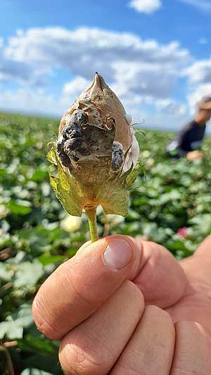 Clima favorece surgimento de doenças em plantas e exige atenção redobrada dos produtores