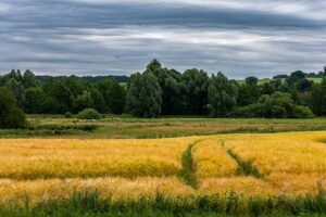 Agricultura regenerativa promove equilíbrio entre produção e preservação ambiental
