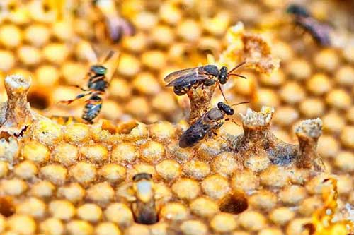 Suplemento Nutricional Reforça a Saúde das Abelhas na Entressafra de Flores