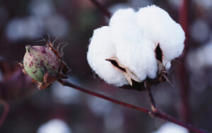 Safra brasileira de algodão 2024/25 cai para 3,85 mi t após perdas na Bahia causadas pelo clima