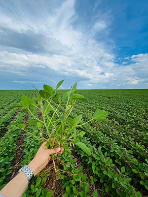 BIOTROP celebra o equivalente a 41 milhões de hectares tratados com suas tecnologias biológicas