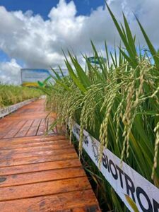 BIOTROP celebra o equivalente a 41 milhões de hectares tratados com suas tecnologias biológicas