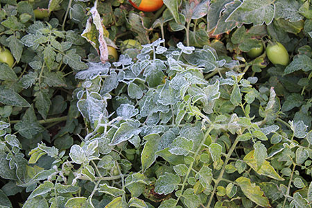 Sementes de hortaliças resistentes ao frio ganham destaque em meio à onda de pedidos
