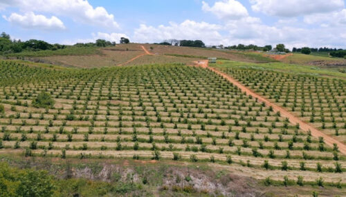 Projeto de irrigação por gotejamento transformou a Adelpho Frutas em referência em produtividade e qualidade
