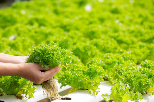  Produção hidropônica ganha espaço e já ocupa até três mil hectares no Brasil