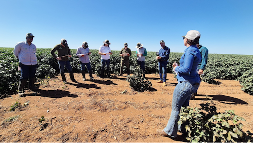 ADAMA promove jornada de conhecimento técnico sobre mancha-alvo no algodão e apresenta estratégias de manejo que otimizam o controle da doença nas lavouras do Mato Grosso