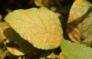 Blindado® T.O.V., da ADAMA, é campeão em controle de ferrugem-asiática pela Rede Fitossanidade Tropical