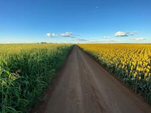 Colheita de sorgo com carga limpa pode garantir maior rentabilidade ao produtor