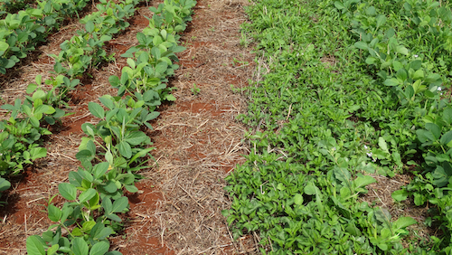 Chega ao Brasil, herbicida com mistura única de moléculas para controle de plantas daninhas na soja