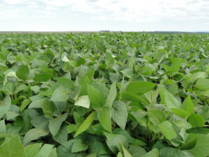 Produtividade da soja dispara com microrganismos benéficos