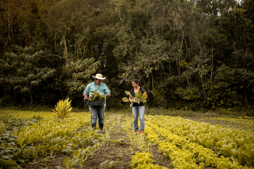 BNDES disponibilizará R$ 70 bilhões ao setor agropecuário no Plano Safra 2025/2026