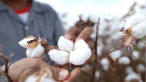 Especialistas apontam manejo sustentável como chave para rentabilidade na produção de algodão no Brasil