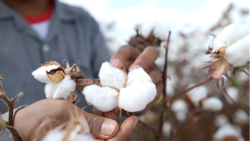 Especialistas apontam manejo sustentável como chave para rentabilidade na produção de algodão no Brasil 