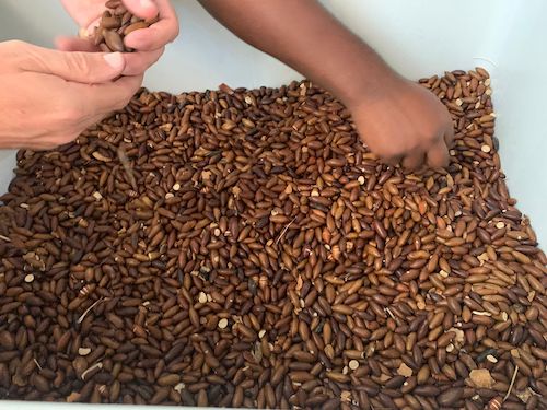 Baru: Tesouro do Cerrado que movimenta comunidades e transforma realidades