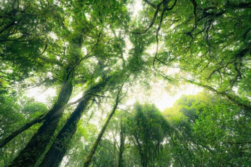  Mercado de carbono é visto como oportunidade de negócios, aponta CNI 