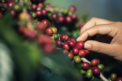 Seguro Rural se torna vital para cafeicultores do Rio em meio ao avanço do semiárido