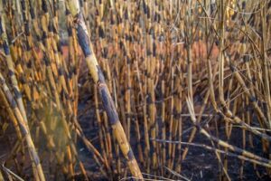 SP suspende queima da palha da cana em dias secos e restringe horários durante a estiagem