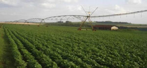 Governo de SP oferece crédito rural para máquinas e irrigação a partir de 4,81% ao ano