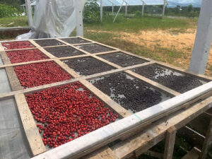 Pesquisa aponta viabilidade de cultivo de canéfora sem irrigação no Vale do Juruá