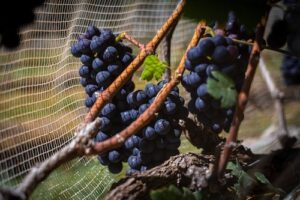 Vinhos de inverno no Cerrado: o DF como nova fronteira da vitivinicultura nacional