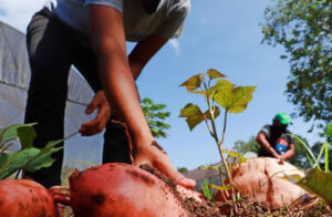 Serra da Ibiapaba (CE) recebe Simpósio Brasileiro de Batata-doce