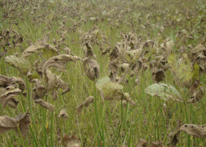 Aplicativo gratuito ajuda produtores a reduzir defensivos em lavouras na Bahia