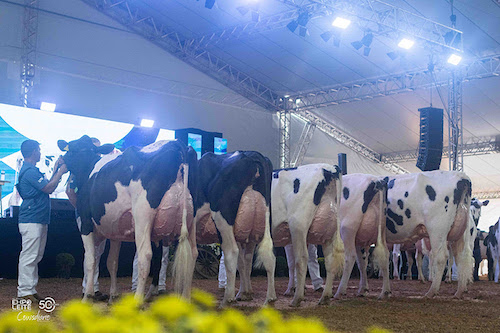 51º Expoleite começa nesta quinta com programação ampliada e estrutura renovada