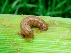 Lagarta-do-cartucho ameaça produtividade do milho