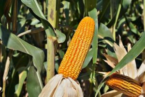 Forseed lança FS566 para silagem de alto desempenho