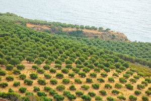 I Simpósio Brasileiro de Olivicultura discute desafios e inovação no cultivo de oliveiras em condições subtropicais