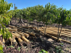 Fundo JBS pela Amazônia lança projeto que pode aumentar em 60% a renda de comunidades rurais