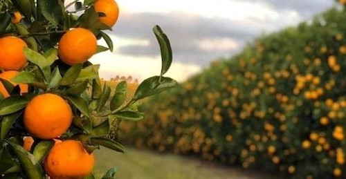 Safra brasileira de café e laranja podem sofrer alterações, mas produtores enxergam novos caminhos