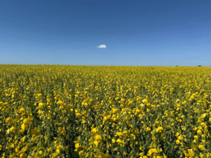 Crotalária ganha protagonismo na agricultura regenerativa e fortalece sistemas mais produtivos e equilibrados