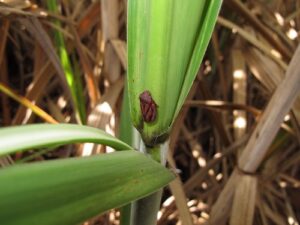 Safra de cana-de-açúcar 2025/26: produtores adotam tecnologias para enfrentar perdas climáticas e elevar qualidade da matéria-prima