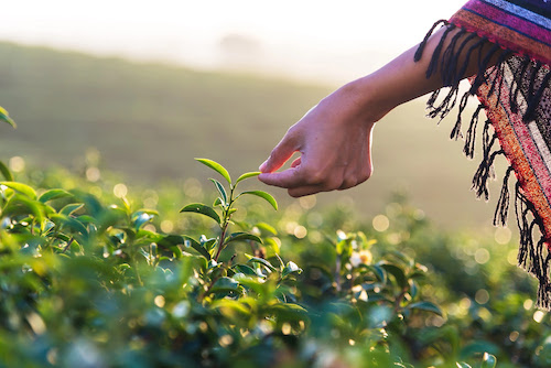  “Cultivando a Ação Climática”, um novo podcast para refletir e conhecer os alcances da Agricultura Climaticamente Inteligente no nosso contexto atual