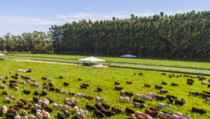 Brasil tem 159 milhões de hectares de pastagens que podem ser convertidos em ILPF