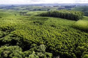 Klabin identifica cerca de 3 mil espécies de fauna e flora em suas áreas florestais