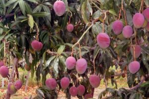 Manga: São Paulo se consolida entre os maiores produtores do Brasil