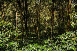 Sistemas agrícolas com solos microbiologicamente equilibrados sequestram mais carbono, apontam especialistas