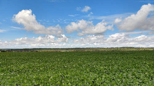 Brasil emite os primeiros créditos de carbono de agricultura regenerativa nas Américas